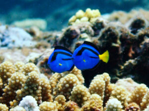 ナンヨウハギ幼魚