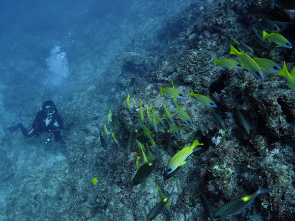 ヨスジフエダイ