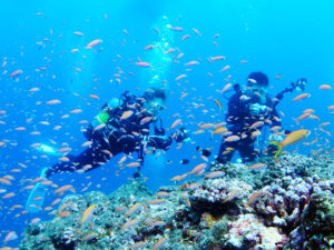 アカネハナゴイ