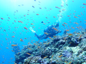 アカネハナゴイ