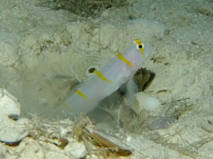 ニチリンダテハゼ