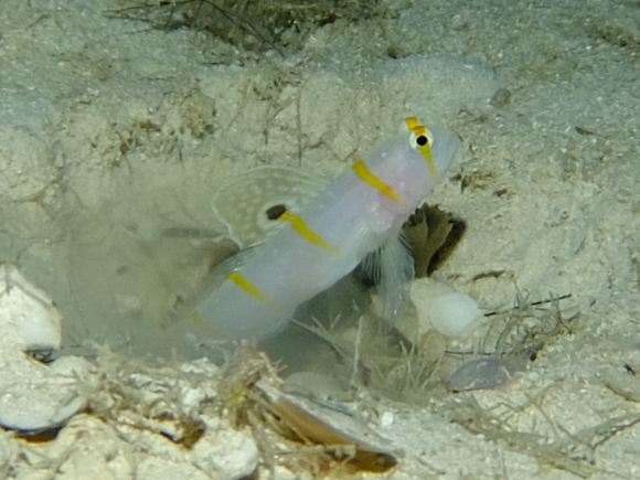 ニチリンダテハゼ