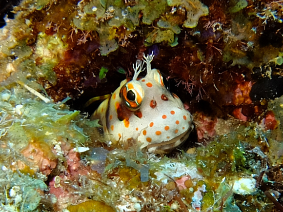 モンツキカエルウオ