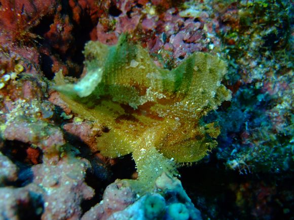 ハダカハオコゼ