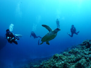 オーバーハングのカメ