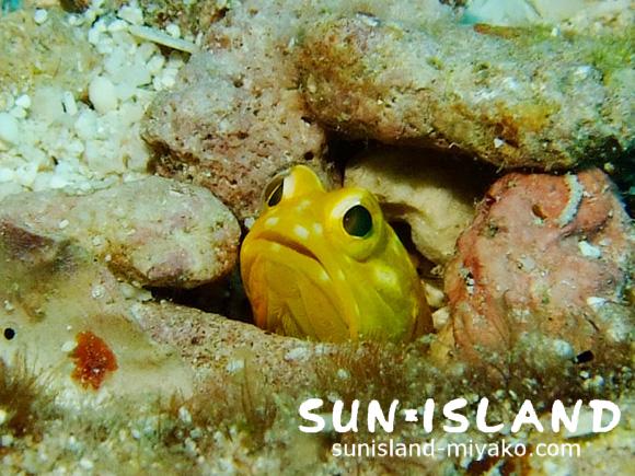 ジョーフィッシュ