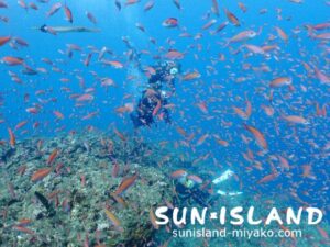 アカネハナゴイ