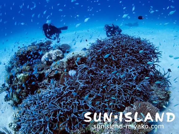 サンドガーデン