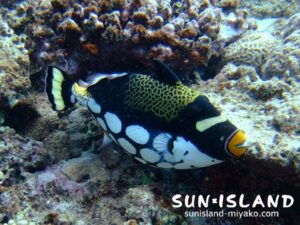 モンガラカワハギ