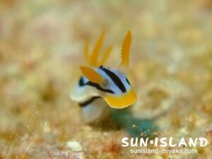 シボリイロウミウシ