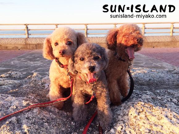 サンアイランド看板犬