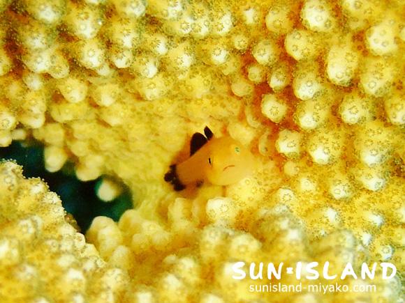 カサイダルマハゼ