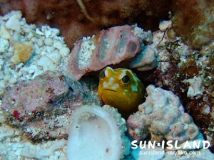 ジョーフィッシュ黄色