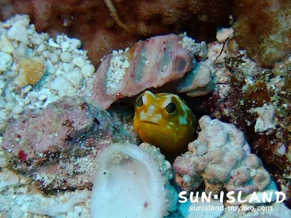 ジョーフィッシュ黄色