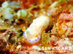 ミカドウミウシ