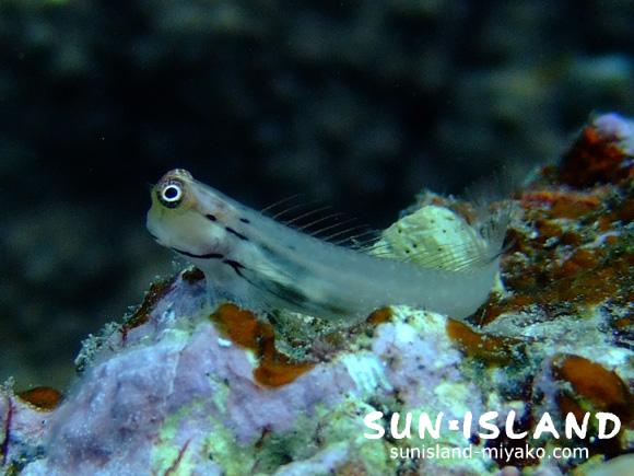 イシガキカエルウオ