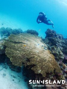 サンドガーデン１