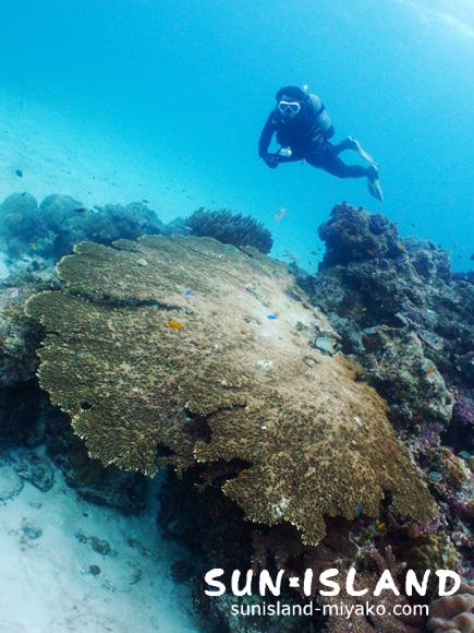 サンドガーデン１