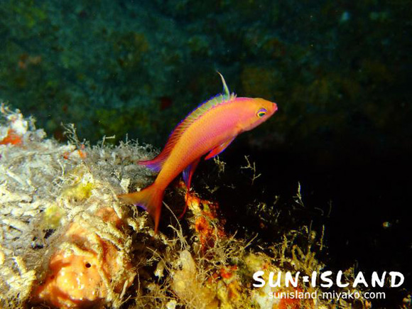 フチドリハナダイ