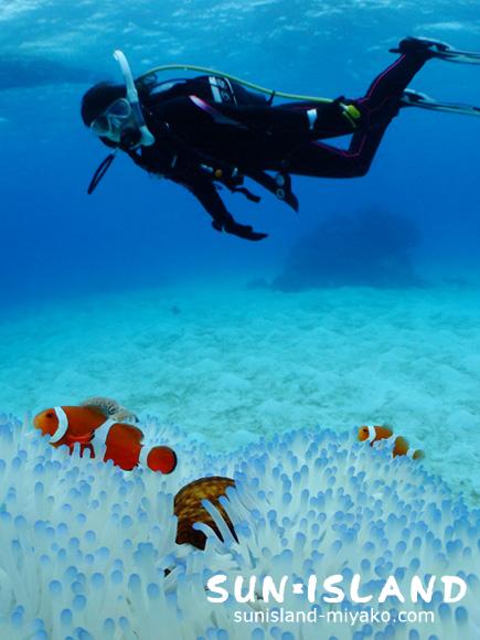 クマノミとゲスト