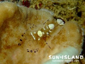 イソギンチャクエビ