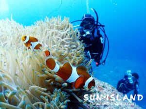 カクレクマノミ