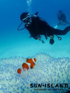 カクレクマノミ