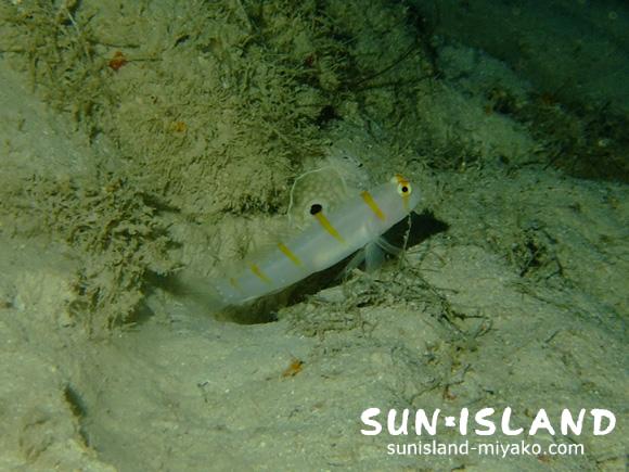 ニチリンダテハゼ