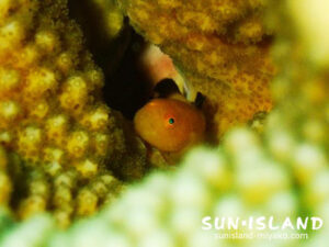 カサイダルマハゼ