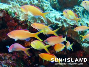 アカネハナゴイ