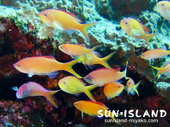 アカネハナゴイ