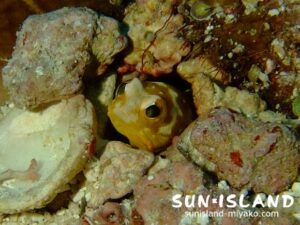 ジョーフィッシュ