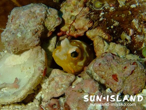 ジョーフィッシュ