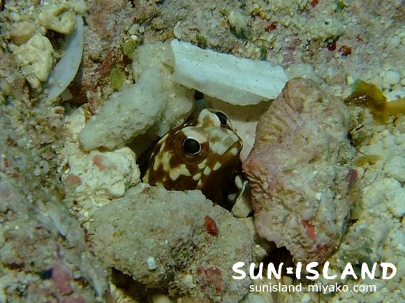 ジョーフィッシュ