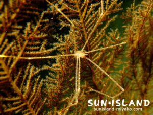 ホシゾラワラエビ