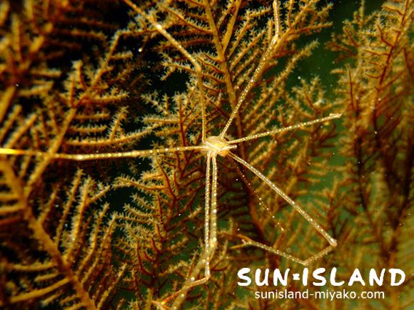 ホシゾラワラエビ