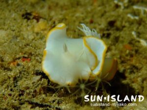 メレンゲウミウシ