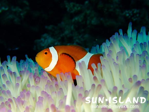 カクレクマノミ