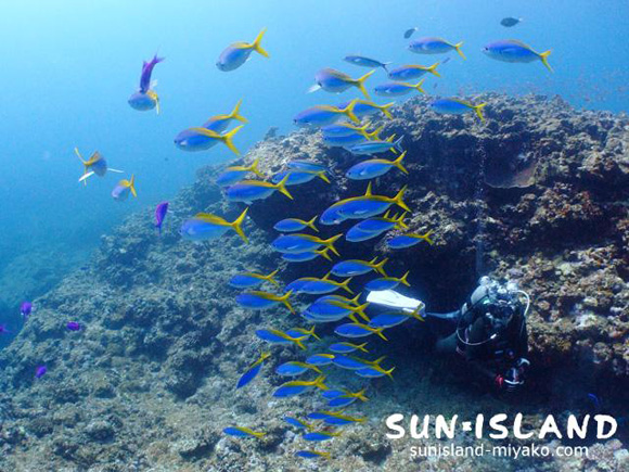 ウメイロモドキ