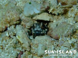 ジョーフィッシュ