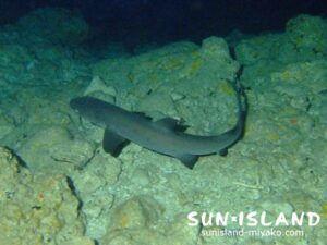 ホワイトチップ