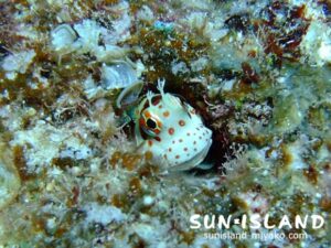 モンツキカルウオ