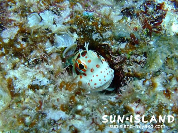 モンツキカルウオ