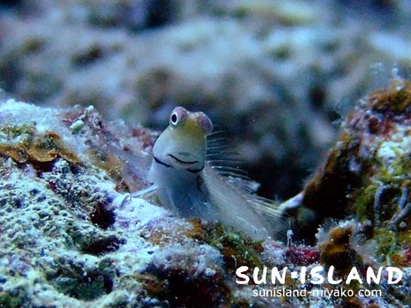 イシガキカエルウオ