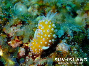 イガグリウミウシ