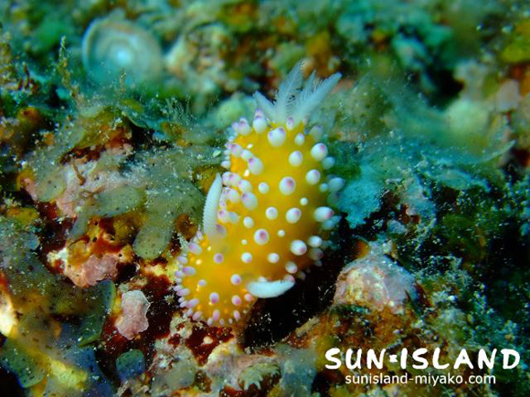 イガグリウミウシ