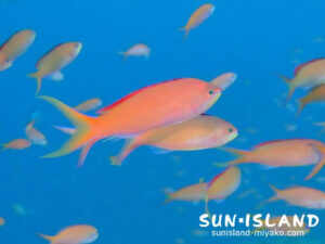 アカネハナゴイ