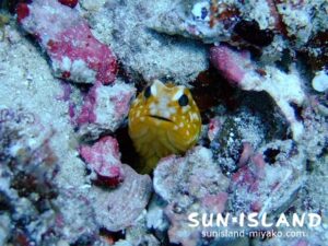 ジョーフィッシュ