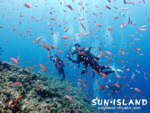 アカネハナゴイ