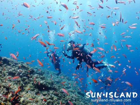 アカネハナゴイ